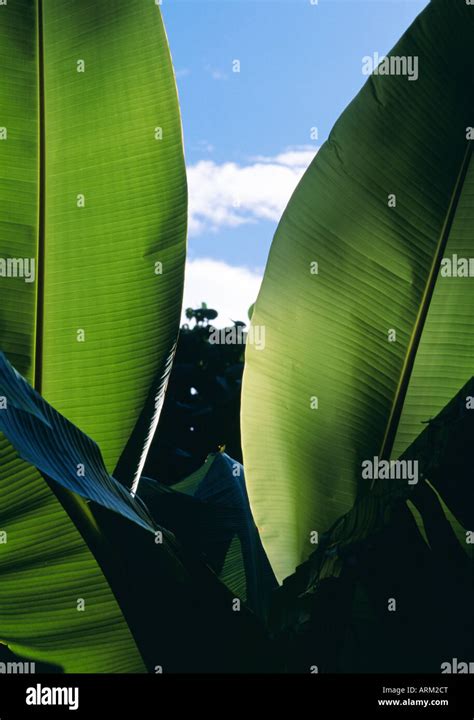 Banana Leaves Fiji Stock Photo Alamy