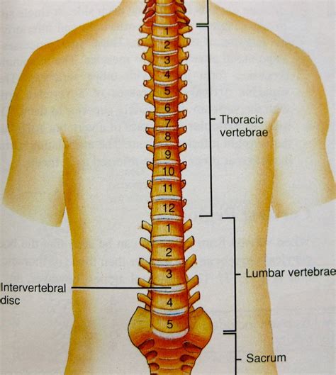 Lower Back Pain | The Thoracic Fix - Therapeutic Personal Trainers ...