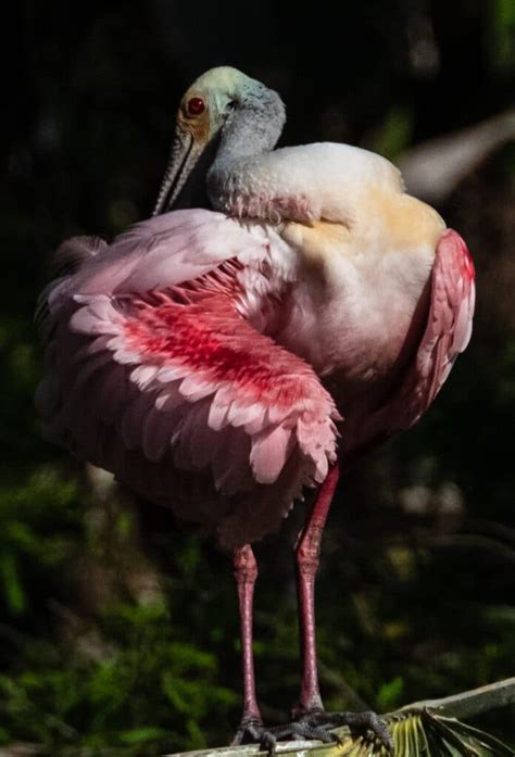 Sight To Behold Roseate Spoonbill Visit Kingsland Georgia