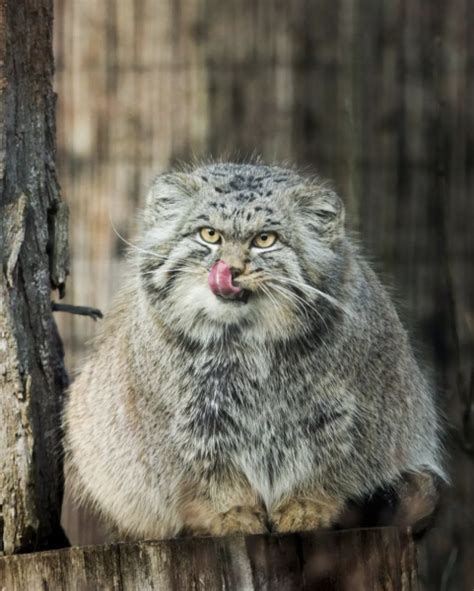 Links 4 16 2023 Naked Capitalism