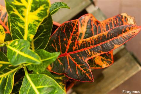 23 Types Of Croton Plants For Your Indoor Collection Florgeous