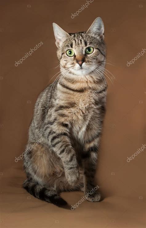 Tabby cat with green eyes sitting on brown Stock Photo by ©darzyhanna ...