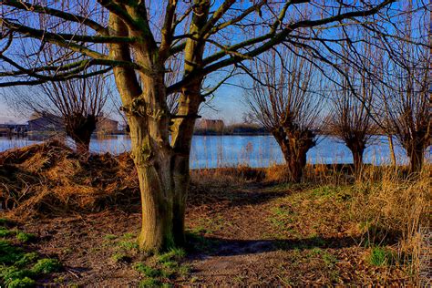 Screaming Trees by ZevnovPhotography on DeviantArt