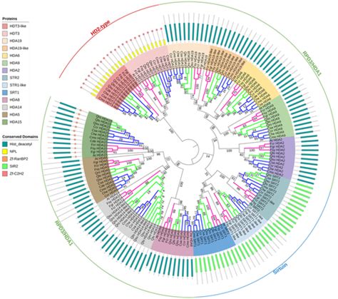 Genome‐wide Identification Phylogeny And Gene Duplication Of The