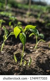 408 Capsicum baccatum Images, Stock Photos & Vectors | Shutterstock