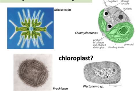 Ch Photosynthesis Flashcards Quizlet