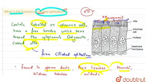 Ciliated Epithelium Labeled