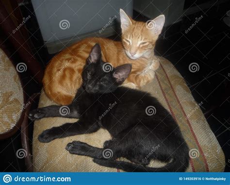 Gatos Stockfoto Bild Von Nett Katze Miezekatze Schwarze