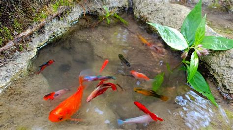 Menangkap Ikan Cupang Ikan Mas Ikan Koki Ikan Sapu Sapu Ikan Hias