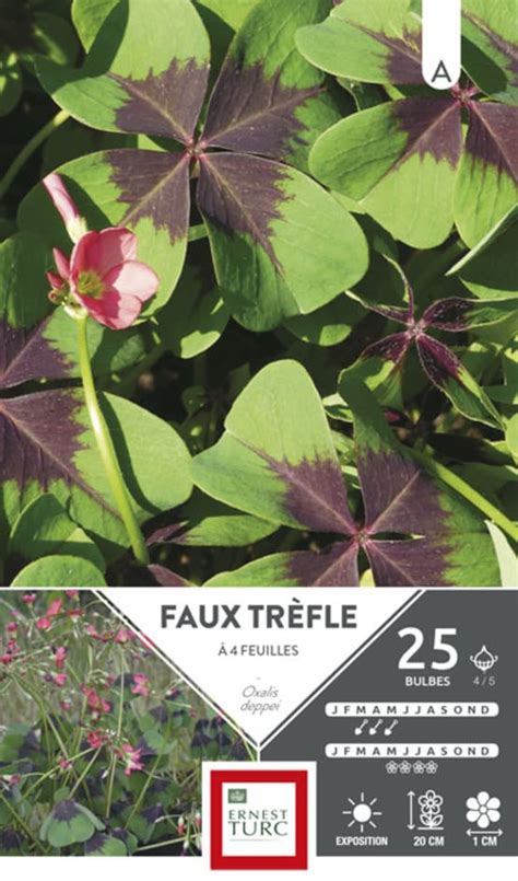 Ernest Turc Bulbes D Oxalis Deppei Faux Tr Fle Feuilles X