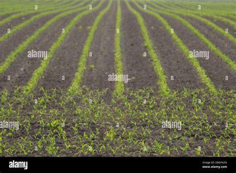 Corn In Rows Stock Photo Alamy