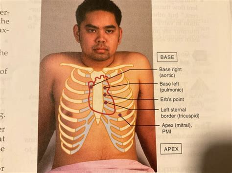 The Cardiovascular System Pg A Flashcards Quizlet