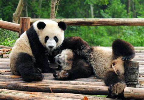 Giant panda bears playing stock image. Image of mammals - 16922939