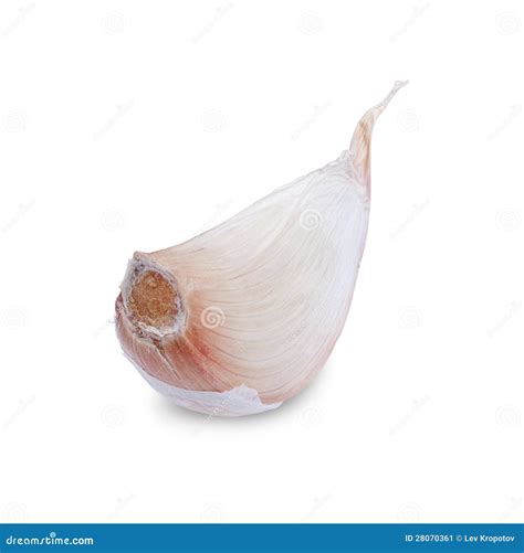 Clove of garlic stock image. Image of scent, ripe, closeup - 28070361