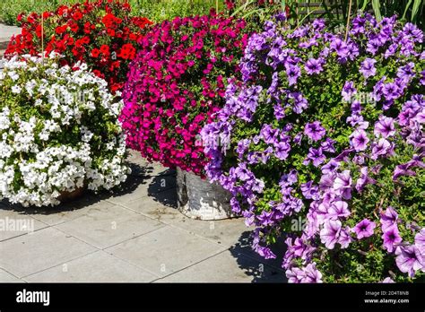 Garden pots flowers Petunias Stock Photo - Alamy
