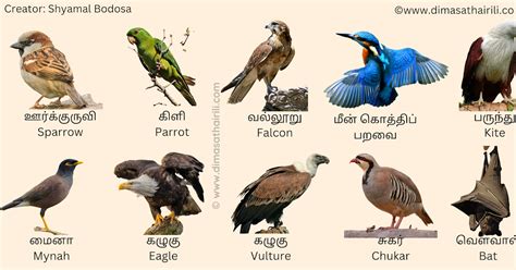 birds   tamil  english  pictures