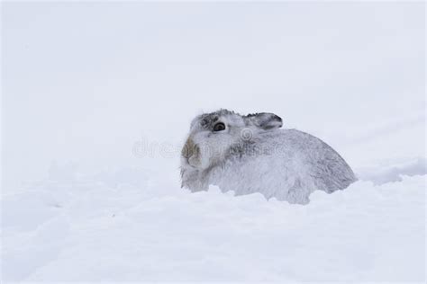 Wintering mountain hare stock photo. Image of outdoors - 168442384