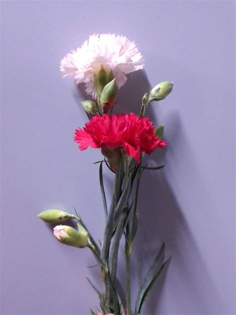 Clavel | Claveles, Clavel rojo, Flores bonitas