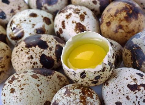 Raising Quail Homestead Tips For The Best Quail Eggs Homesteading