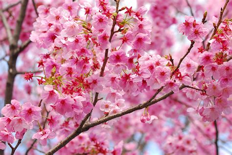 Arbol De Cerezo Wallpaper