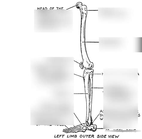 Leg bones quiz Diagram | Quizlet