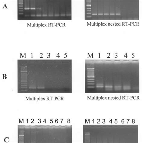 Pdf Multiplex Nested Reverse Transcription Polymerase Chain Reaction