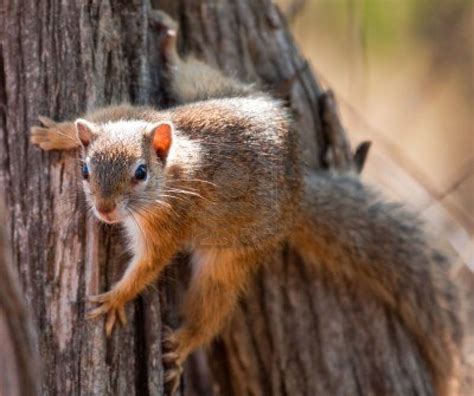 Tree Squirrel Climbing Up A Tree Clinging To The Side Squirrel Fox