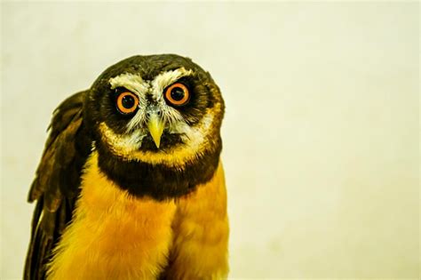 Premium Photo Pulsatrix Perspicillata Or Spectacled Owl Is A Species