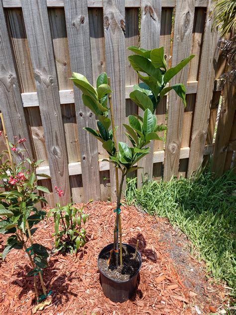 It's here! Finally found a Buddha Hand Tree! : r/gardening