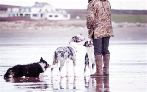 Top 6 Amazing Dog Walking Wellies: Keep Your Pups Comfy!