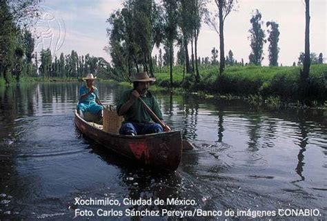 La Biodiversidad En La Ciudad De M Xico Estudio De Estado Hot