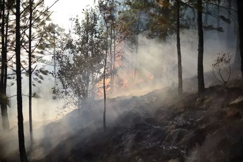 M S De Mil Hect Reas Afectadas Por Incendios Forestales