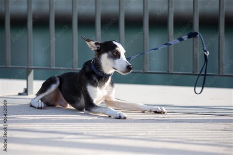 Three Legged Husky Mix Breed Puppy With Heterochromia Iridis Different