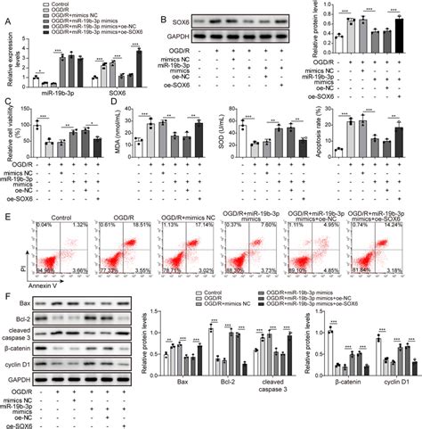 Mir 19b 3p Regulated Ogdr Triggered Ht22 Cells Injury By Repressing