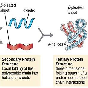 Different Protein Structures Primary Secondary Tertiary And