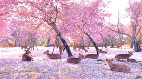 These deer in Japan. : r/aww