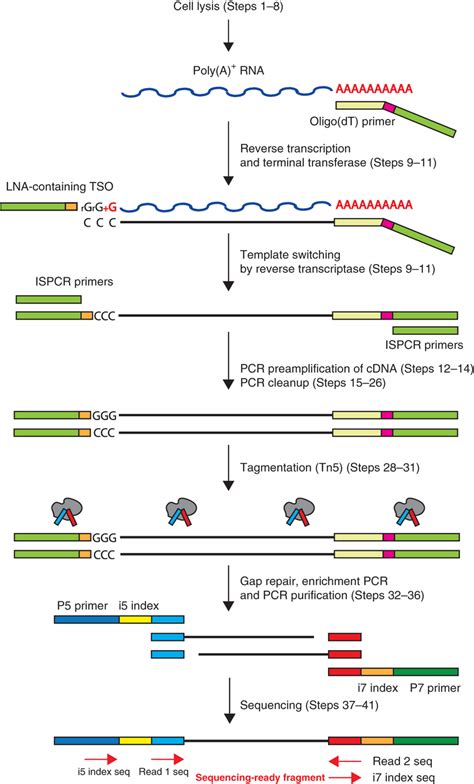 Full Length Rna Seq From Single Cells Using Smart Seq2 Rna Seq Blog