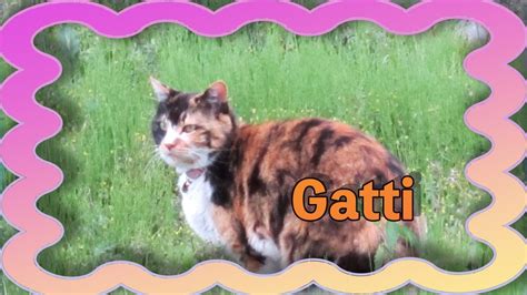 Gatti - YouTube