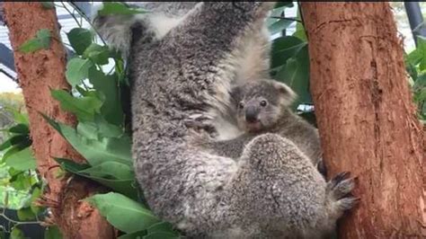 Watch: Baby koala comes out of mom’s pouch for first time, makes public ...