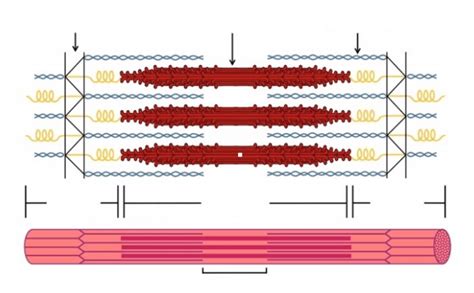 Sarcomere Labeling Diagram Quizlet