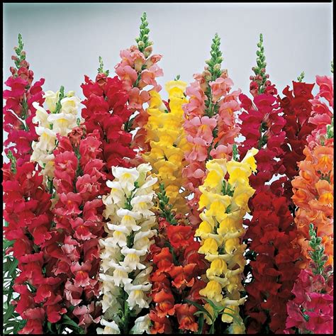 Antirrhinum Majus Liberty Classic Snapdragon Garden Center Marketing