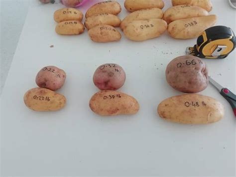 How Long Do Potatoes Take To Grow Growerexperts