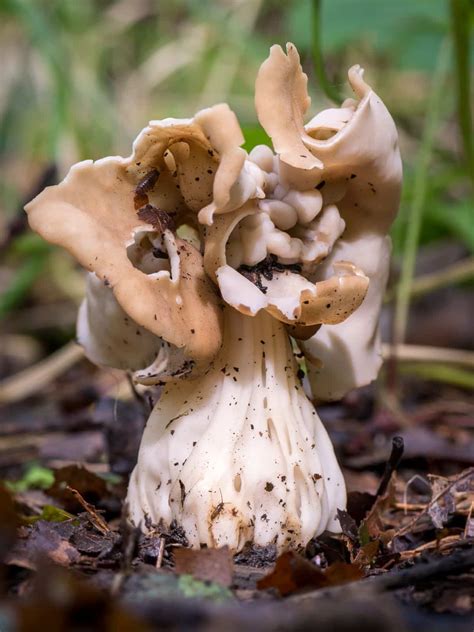 White Elfin Saddle: Identification Guide - Mushroom Appreciation