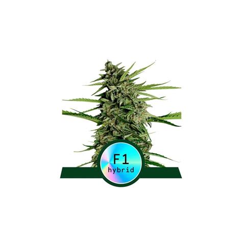 Royal Queen Seeds Orion F Auto Indras Planet