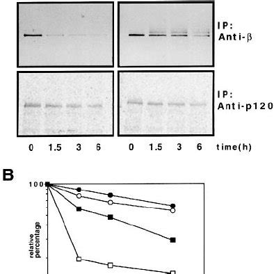 Proteasome Inhibitors Increase The Metabolic Stability Of Catenin