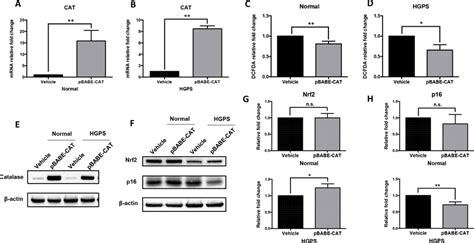 Catalase Overexpression Alleviates Oxidative Stress In Normal And Hgps Download Scientific