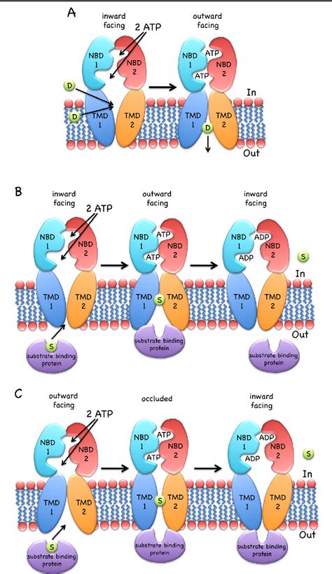 Pdf Structure And Mechanism Of Abc Transporters Semantic Scholar