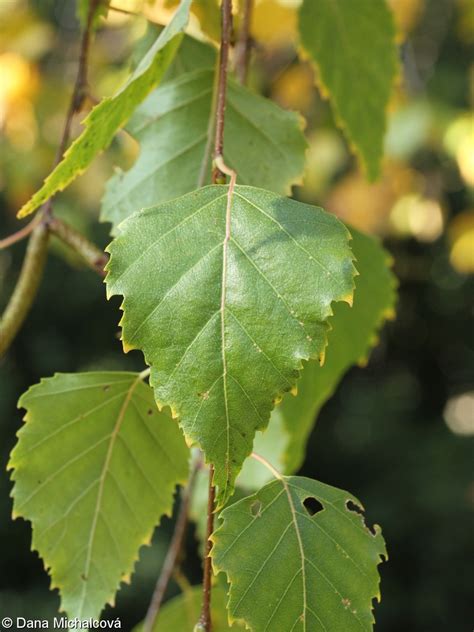 Betula Pendula • Floravegeu
