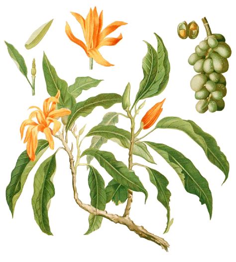 Category:Magnolia champaca - Wikimedia Commons