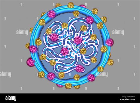 Paramyxoviridae Virus Stock Photo Royalty Free Image 49178367 Alamy